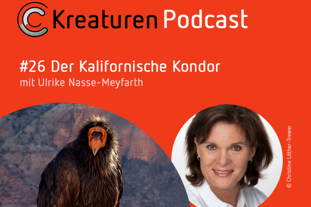 Kreaturen-Podcast Folge 26: der Kalifornische Kondor