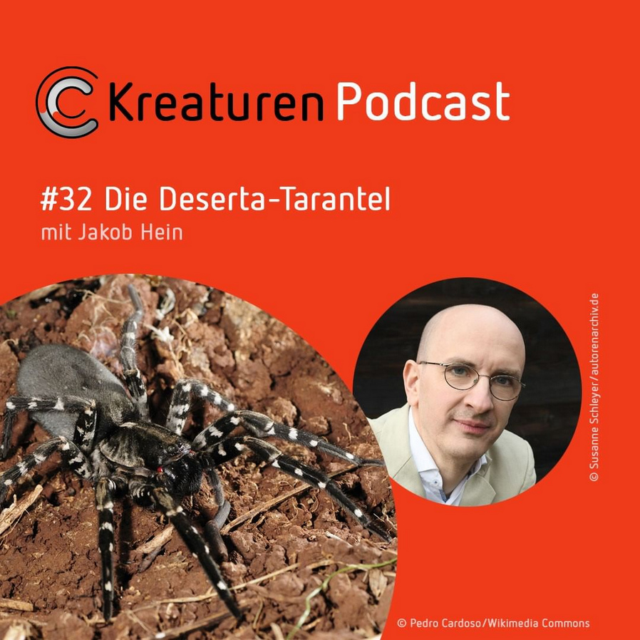 Die Deserta-Tarantel: Ein Foto der Deserta-Tarantel und ein Foto des Schriftstellers Jakob Hein