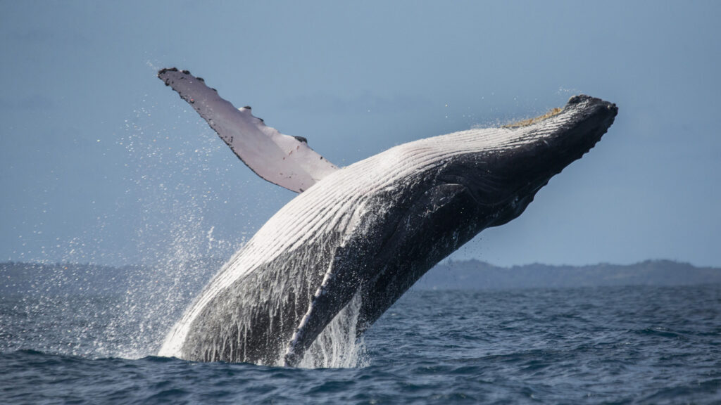 Wale: Was die sensiblen Giganten so besonders macht